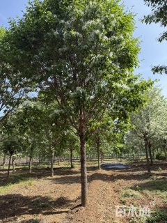 16公分流苏树