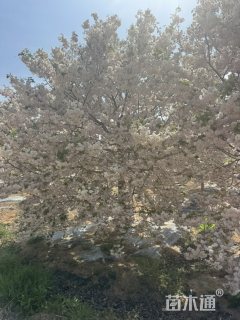12公分樱花