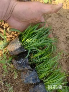 高度11厘米青绿苔草
