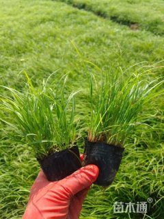 高度13厘米青绿苔草