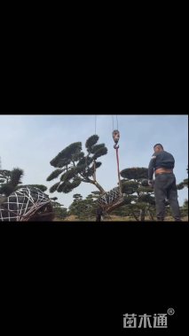 16公分造型赤松
