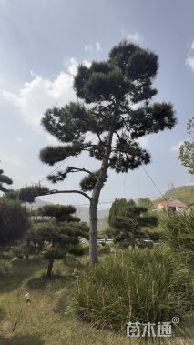 14公分造型松