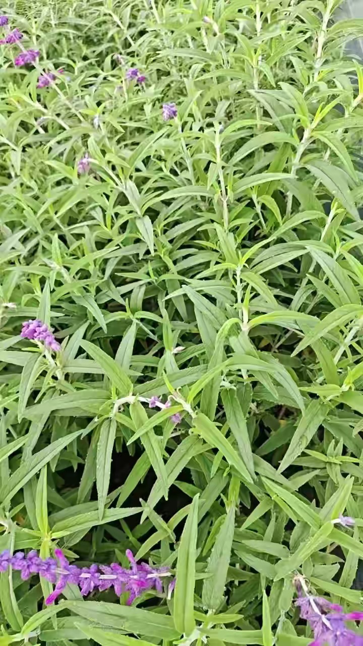 高度30厘米墨西哥鼠尾草