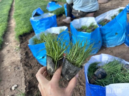 高度13厘米青绿苔草