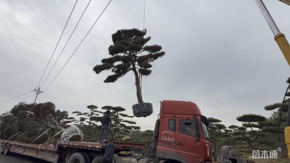 16公分造型赤松
