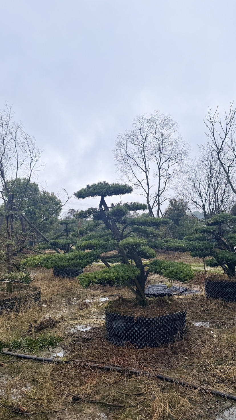 12公分罗汉松