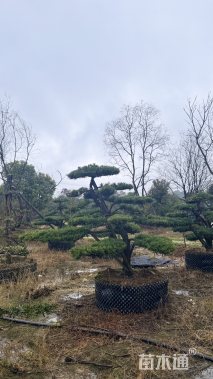 12公分罗汉松