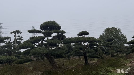 22公分罗汉松