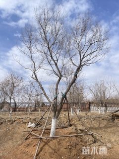 高度600厘米丛生元宝枫