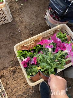 高度19厘米矮牵牛