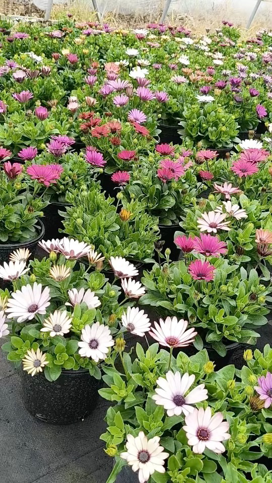 高度20厘米南非万寿菊