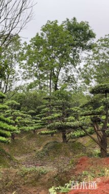 10公分罗汉松
