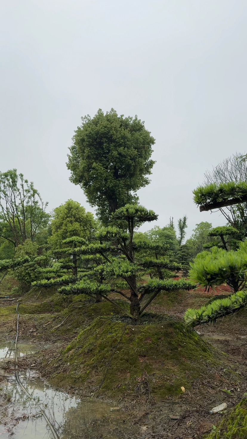 11公分罗汉松