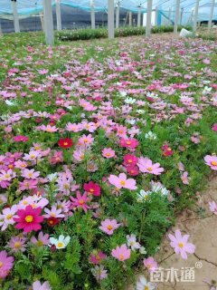 高度20厘米翠菊