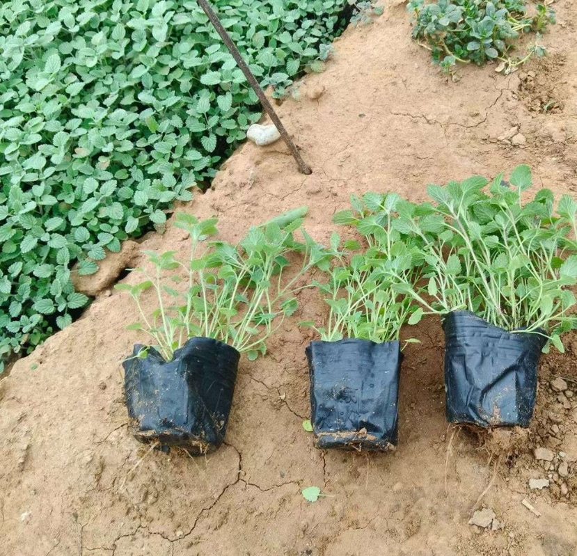 高度15厘米荆芥