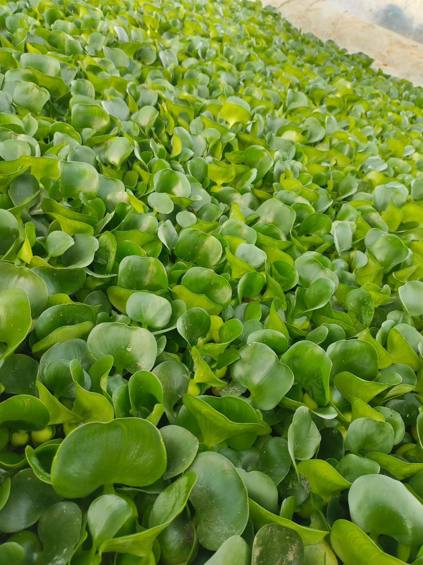 高度20厘米水葫芦