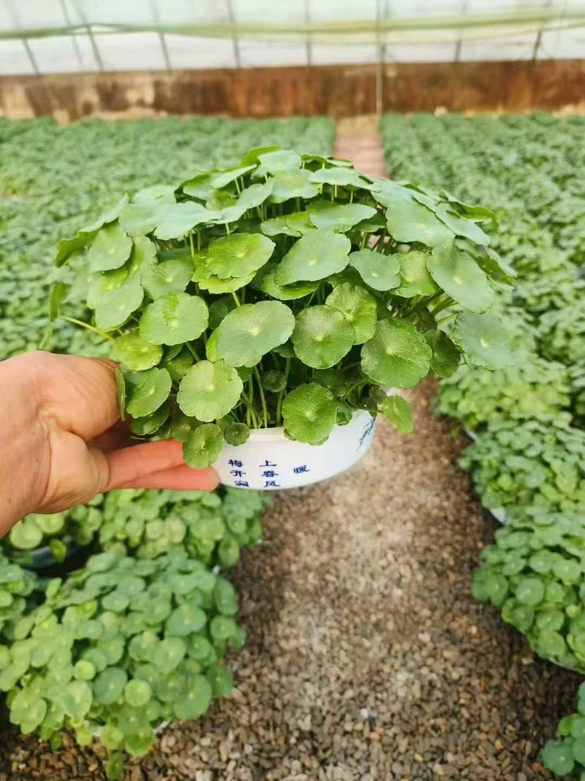 高度20厘米铜钱草