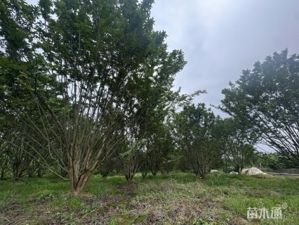 高度300厘米丛生紫薇