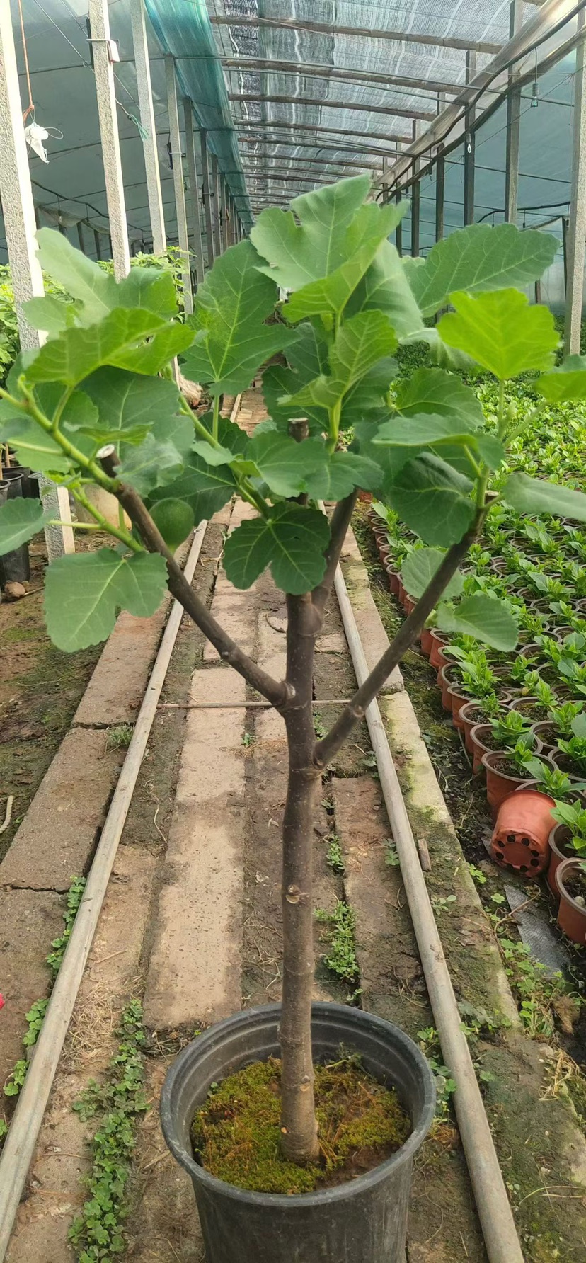 高度30厘米无花果小苗