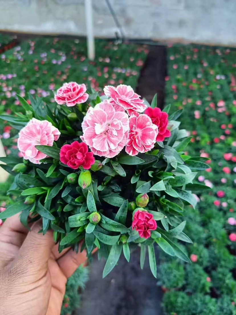 高度20厘米康乃馨