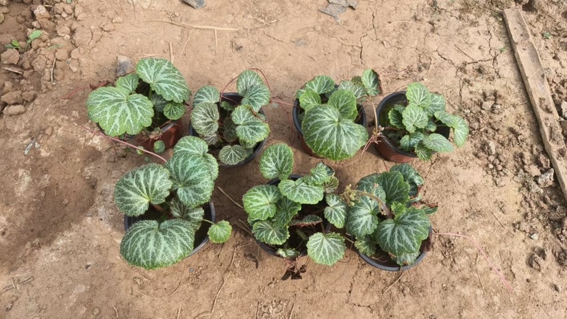 高度20厘米虎耳草