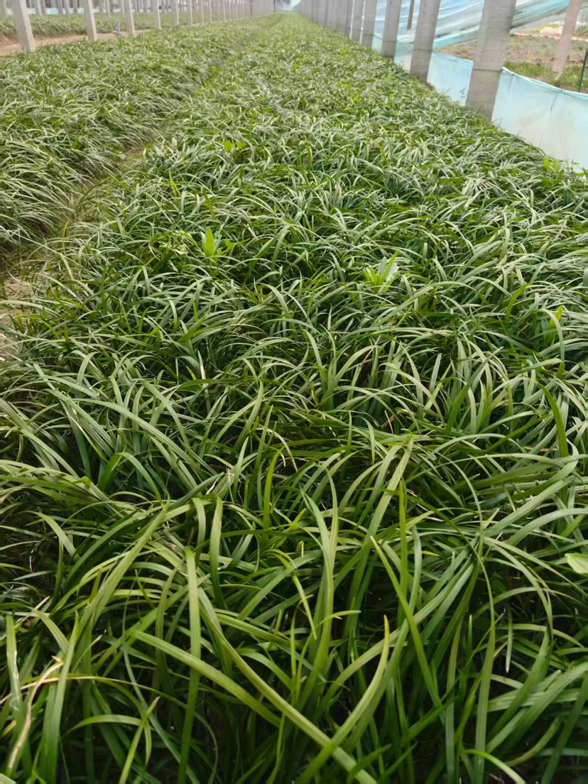 高度20厘米沿阶草
