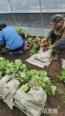 高度20厘米大吴风草