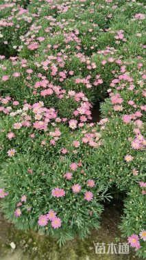 高度20厘米玛格丽特花