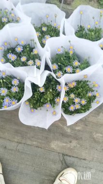 高度20厘米玛格丽特花