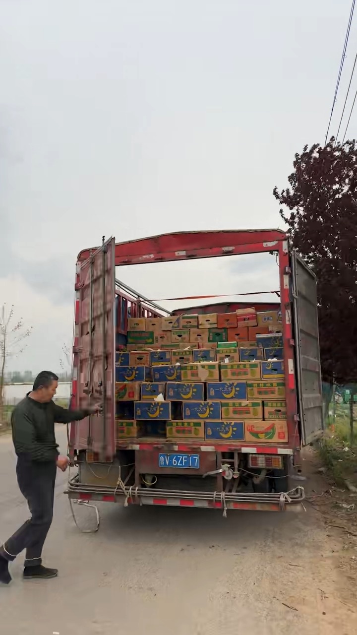 高度40厘米一叶兰