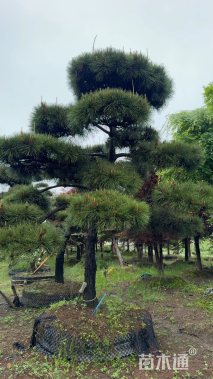 高度250厘米黑松