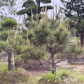 高度150厘米黑松
