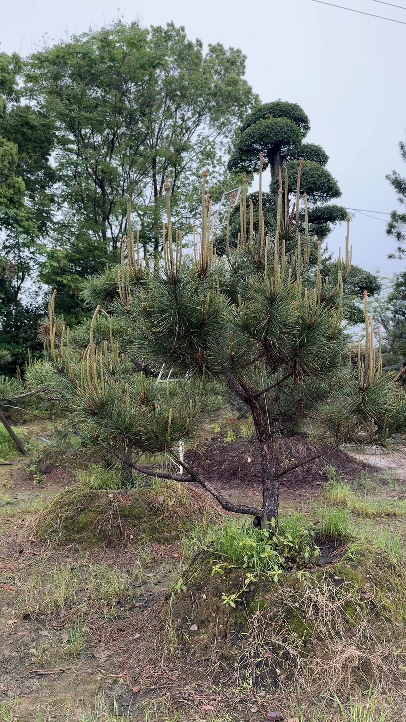 高度100厘米黑松