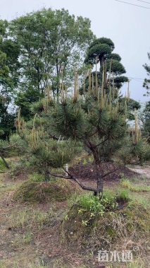 高度100厘米黑松