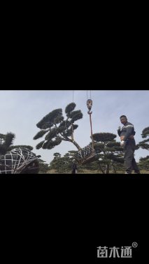 高度180厘米房产松