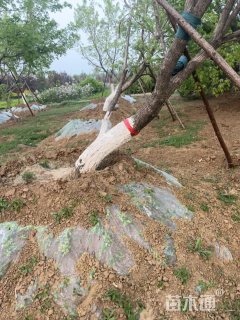 20公分元宝枫