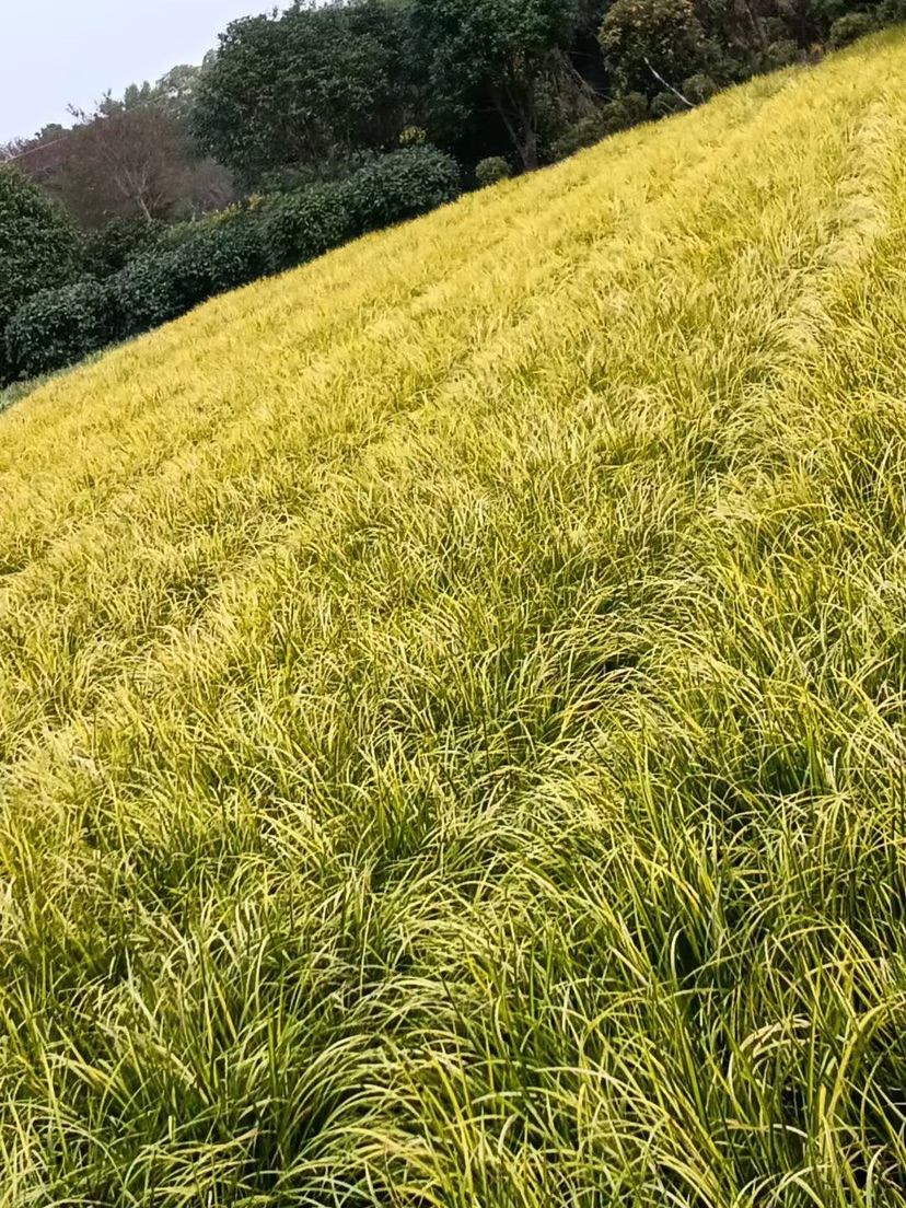 高度30厘米金叶石菖蒲