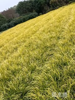 高度30厘米金叶石菖蒲
