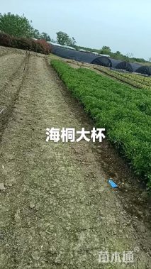 高度35厘米海桐小苗