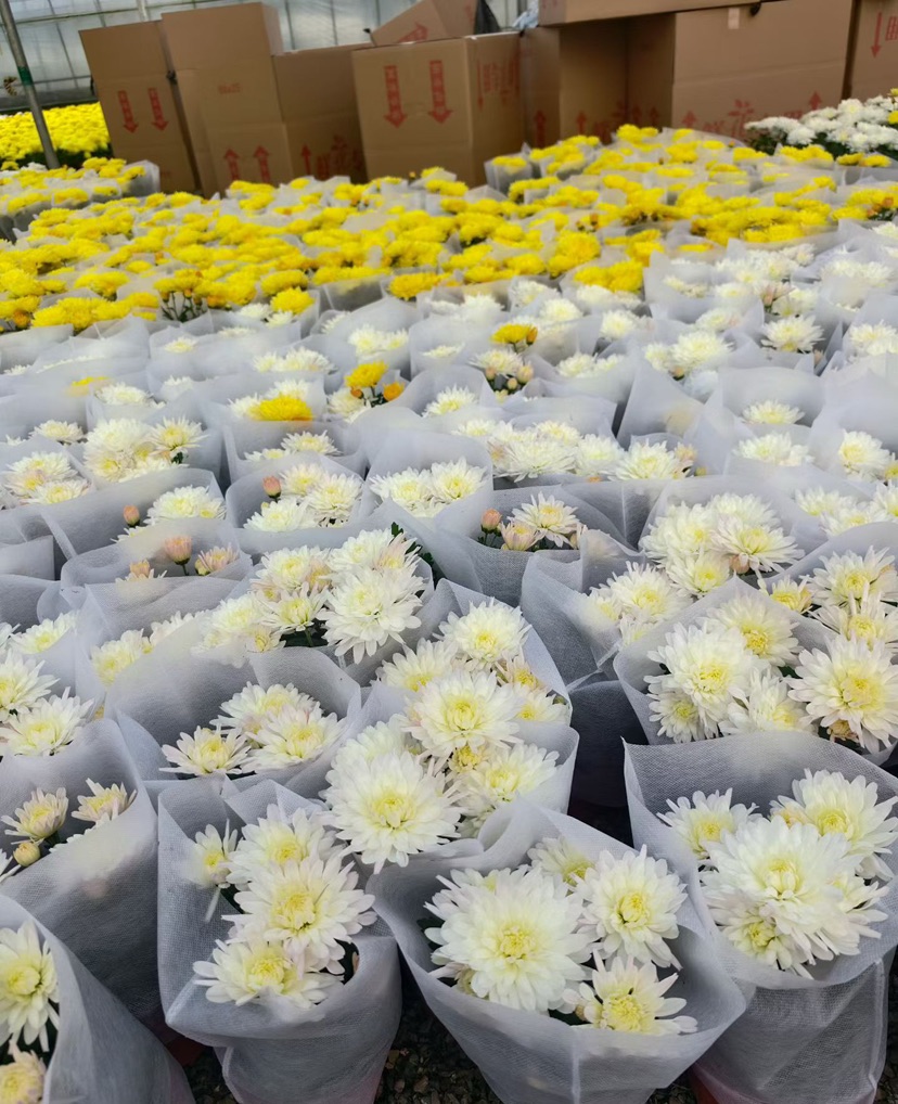 高度25厘米菊花