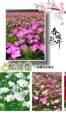 波斯菊种子