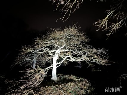 高度100厘米羽毛枫