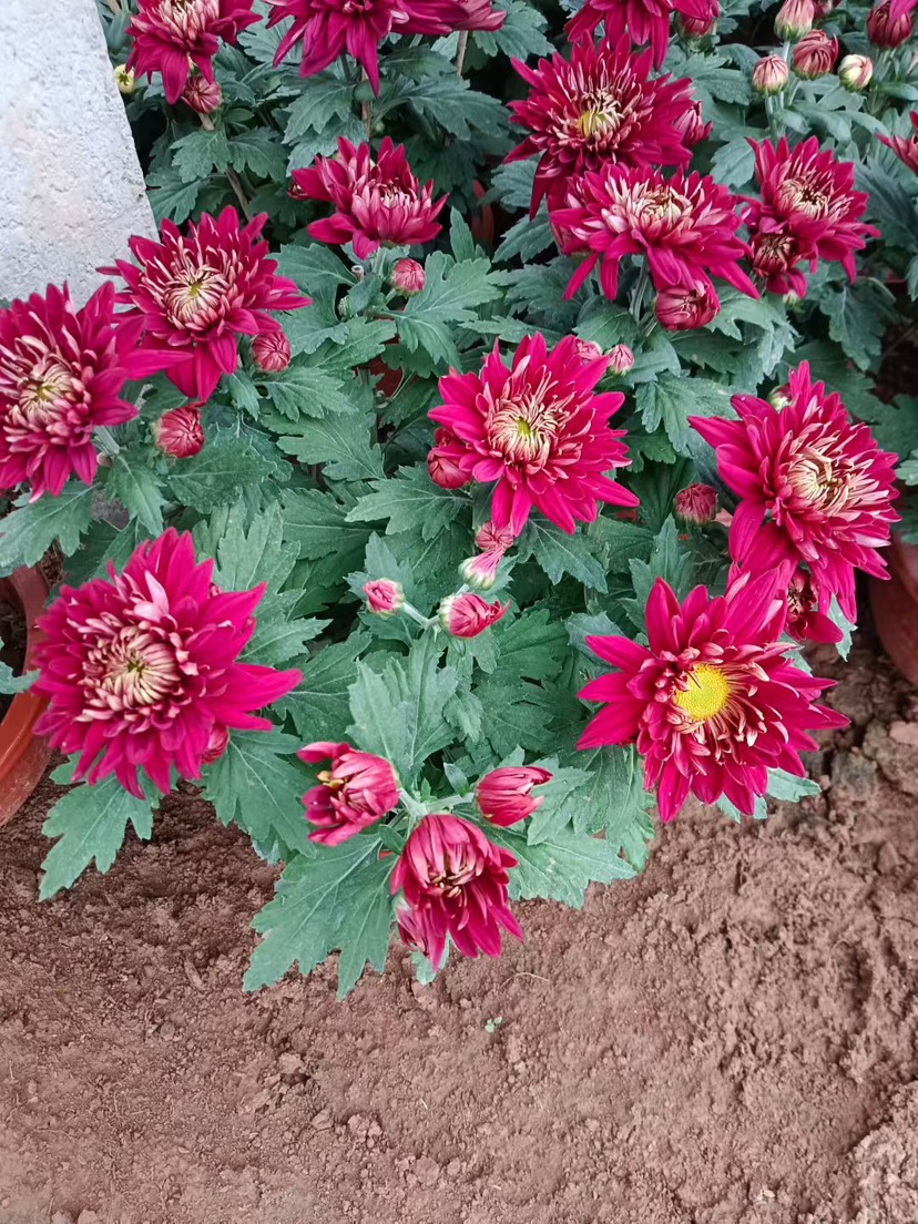 高度35厘米菊花