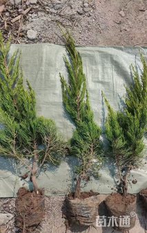 高度45厘米龙柏