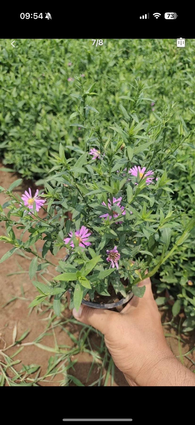 高度20厘米紫菀