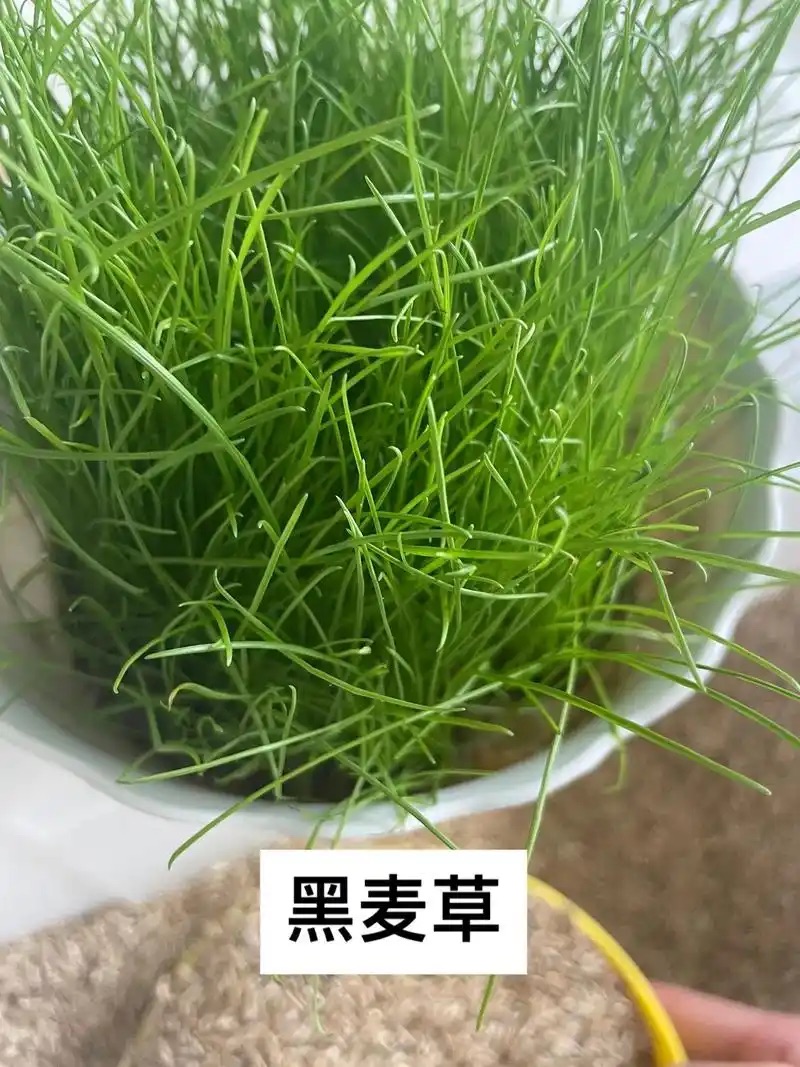 黑麦草种子