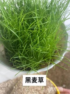 黑麦草种子