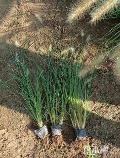 高度30厘米小兔子狼尾草