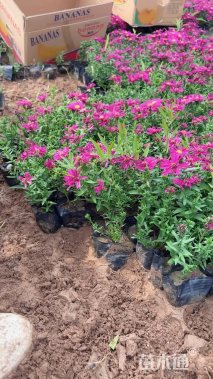 高度20厘米荷兰菊