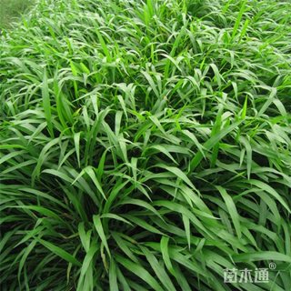 宽叶草种子